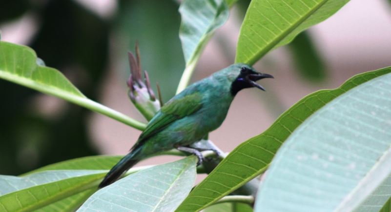 Burung Cucak Ijo, Harga Jenis, Gambar & Suara Kicauannya 