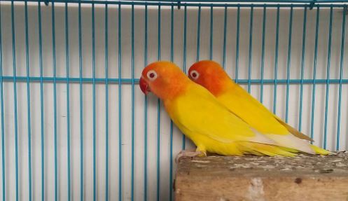 Kenali 13 Jenis Burung Lovebird Berdasarkan Warna yang 