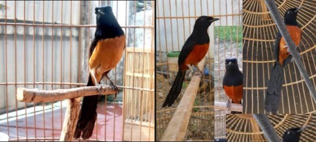 Gambar Murai Nias Ekor Hitam