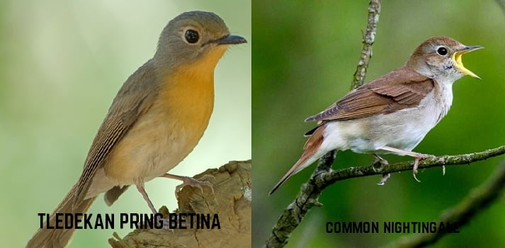 Burung Tledekan Pring dan common nightingale