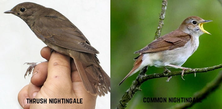 Burung common nightingale dan thrush nightingale