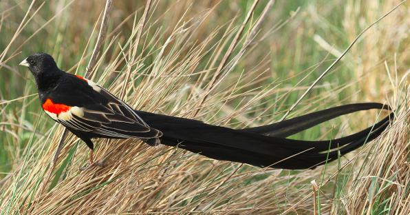 burung ekor panjang Long-tailed Widowbird