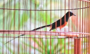 Kenali 13 Jenis Burung Lovebird Berdasarkan Warna yang 