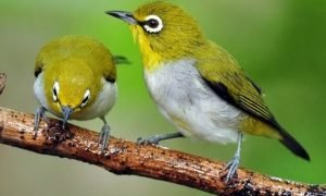 Hobi Burung - Seputar Burung Murai, Kenari, Kacer dan Hobi Burung - Seputar Burung Murai, Kenari, Kacer dan