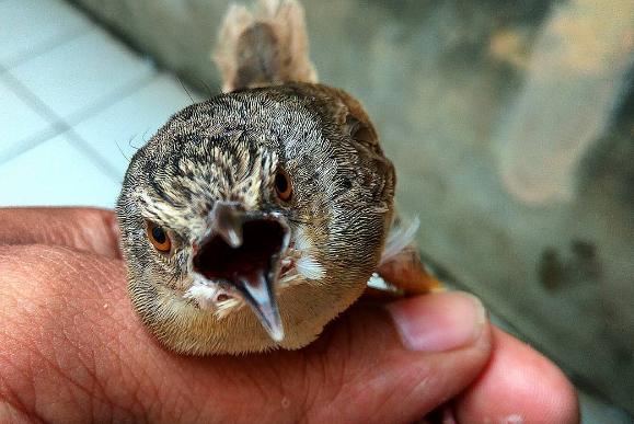 Mulut ciblek gunung  Hobi Burung