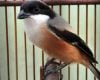 Burung Cendet Jantan