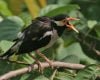 BUrung jalak suren