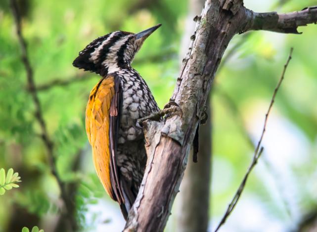 BUrung pelatuk besi