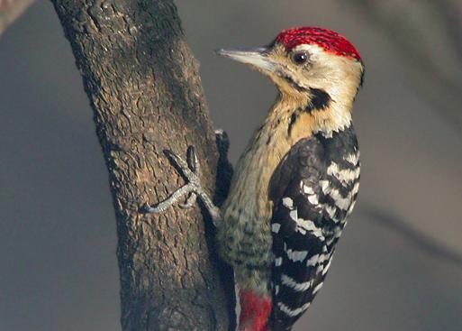 burung pelatuk ulam jantan