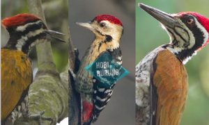 Hobi Burung - Seputar Burung Murai, Kenari, Kacer dan 