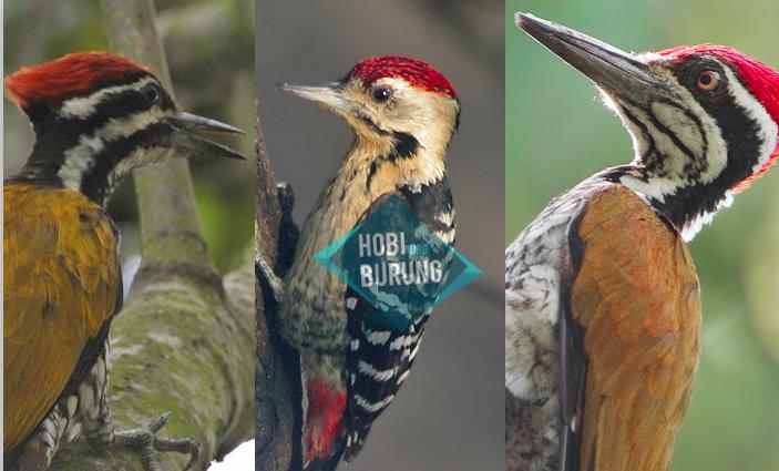 3 jenis burung pelatuk yang populer di indonesia