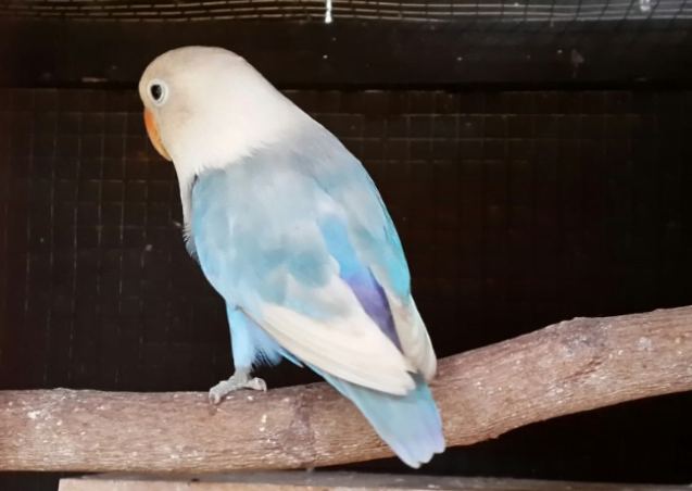 Burung lovebird pastel biru