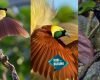 Burung Cendrawasih