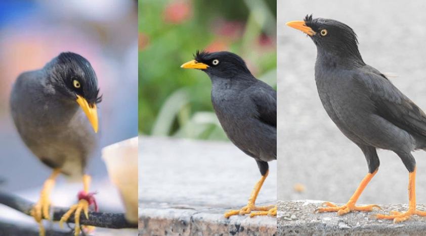 Harga Burung Jalak Kebo Mulai Bakalan Gacoran Sampai Burung