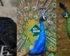 Gambar Burung Merak
