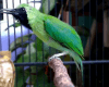 Harga Burung Cucak ijo