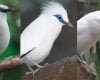 Gambar Burung Jalak BALI