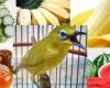 Makanan Burung Pleci