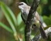 Harga burung trucukan