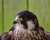 Burung Alap alap falcon