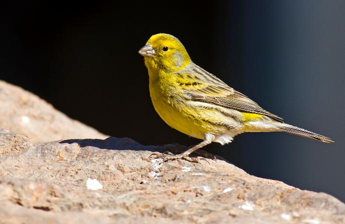 Menjemur burung kenari