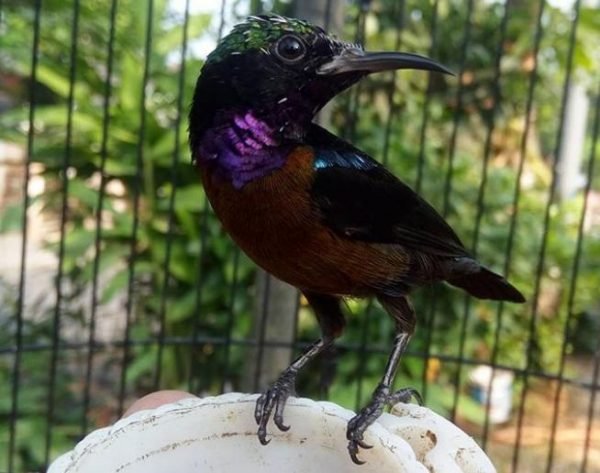 download suara burung kolibri ninja omkicau