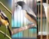 merawat burung cendet