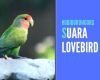suara lovebird