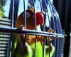 Gambar lovebird ngeruji