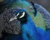 Burung Merak