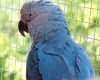 spix macaw brazil