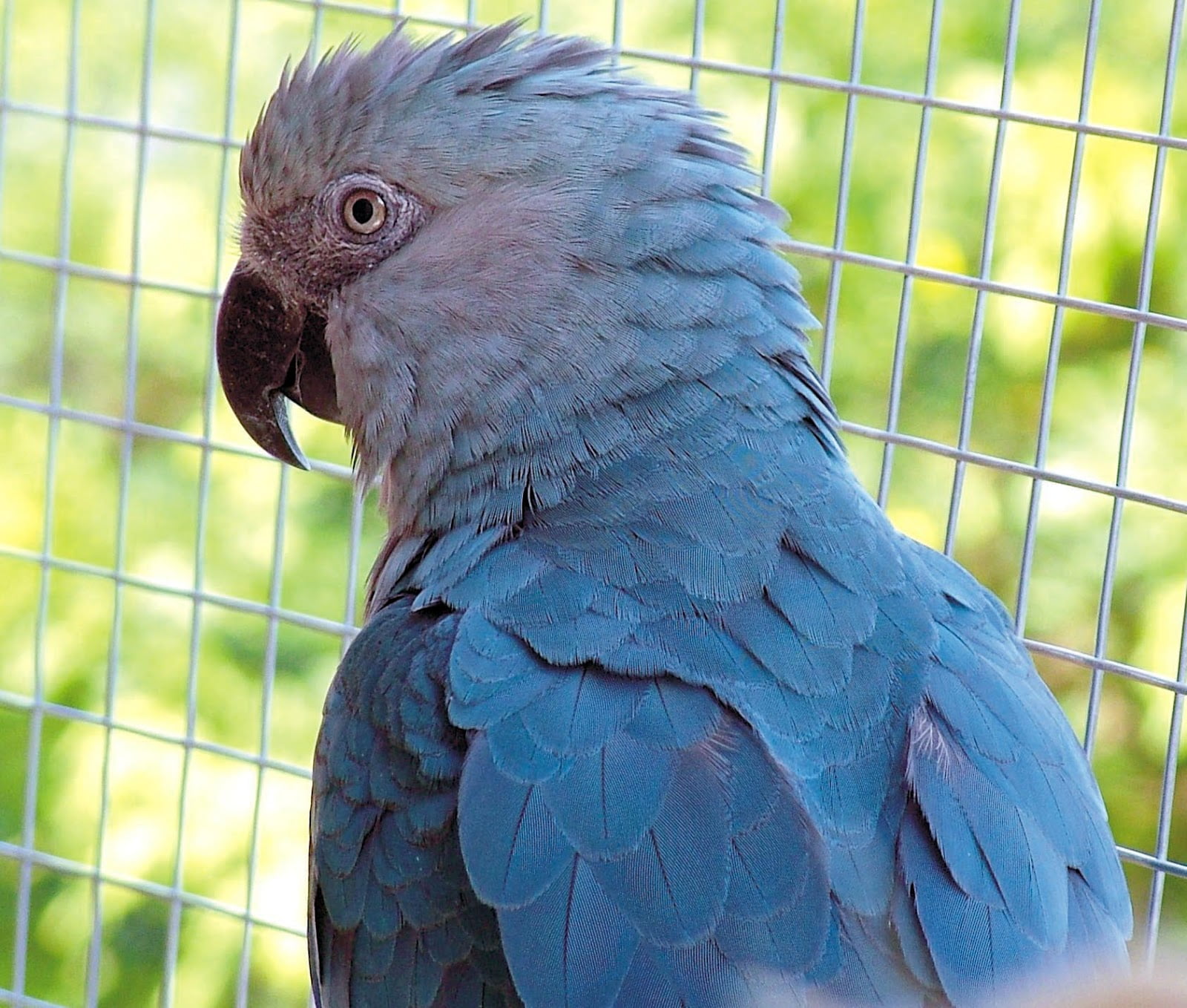spix macaw brazil