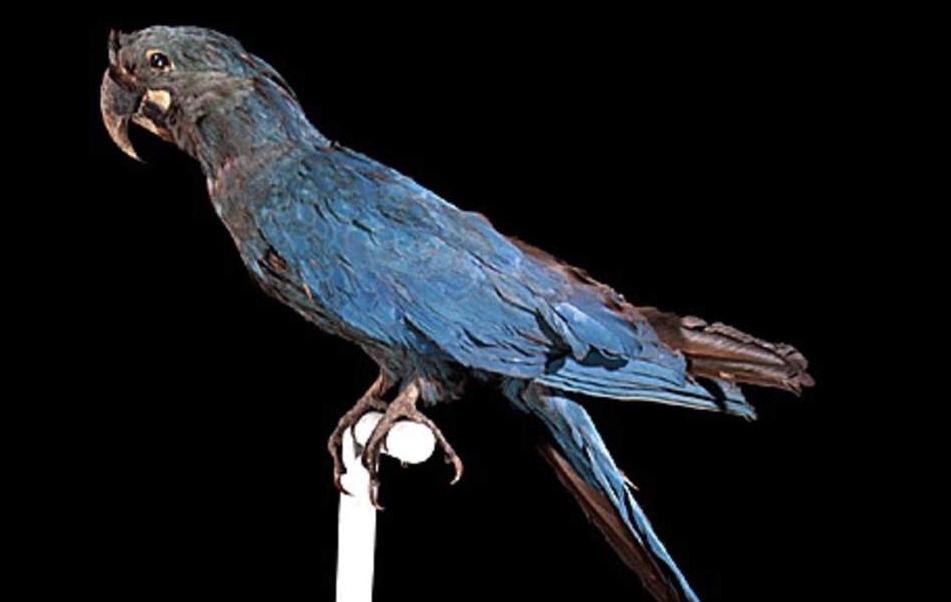 Gambar Glaucous macaw