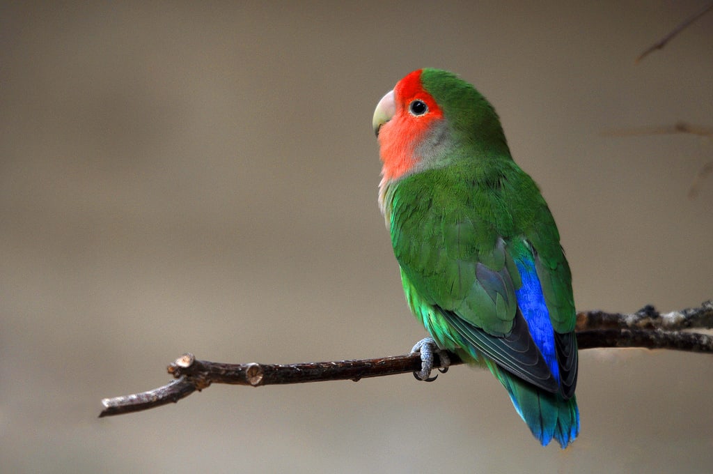 Gambar Burung Lovebird Terbang  Gambar Burung