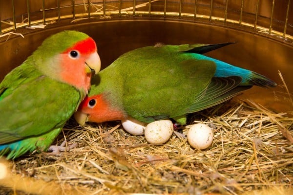 lovebird mengerami telurnya